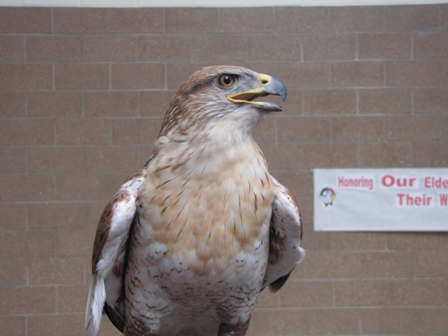Eagle looking away from camera